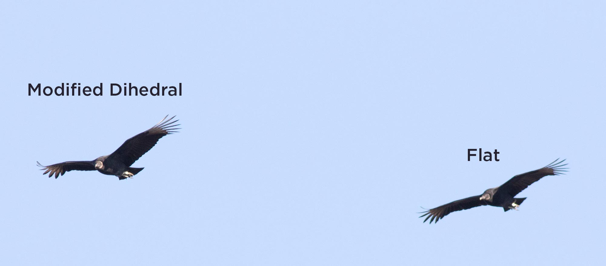 Example of typical Black Vulture posture