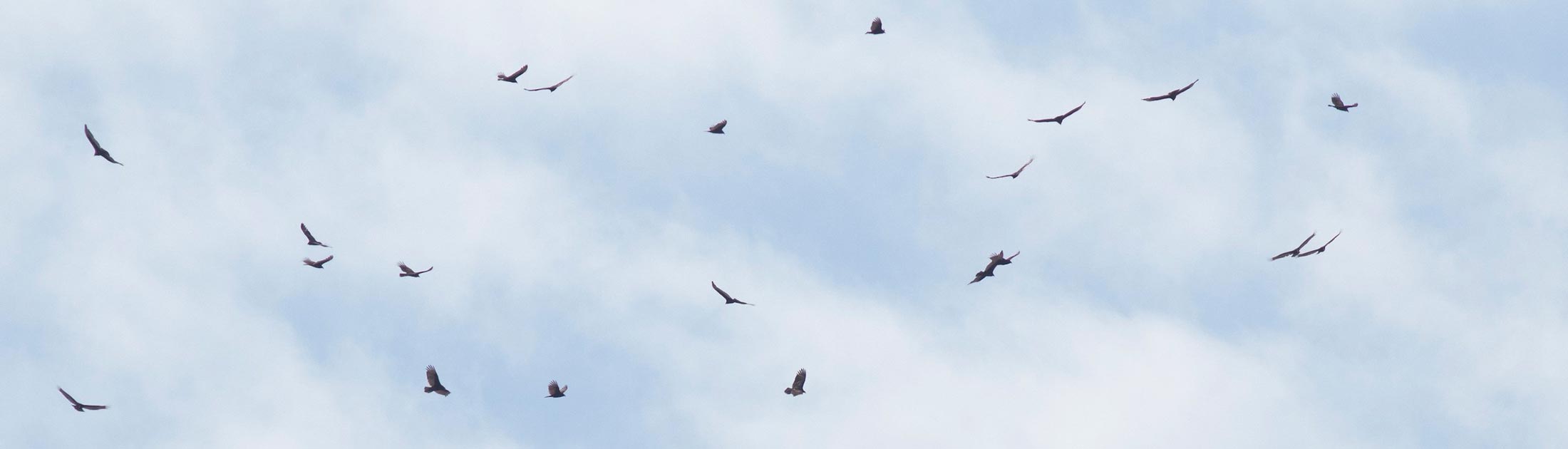 Vulture Identification: Turkey Vulture vs Black Vulture