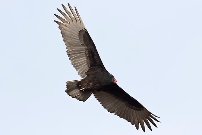 Turkey Vulture soaring