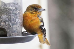 
Baltimore Oriole - 1/9/17, near Haneyville &copy; Donna Groves Dawson