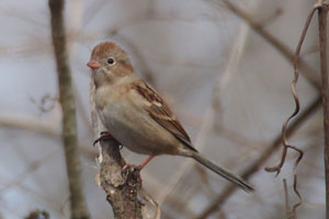 
Field Sparrow - 2/24/17, SGL 252 &copy; Bobby Brown