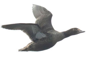 King Eider - 12/4/16, Rose Valley Lake &copy; David Brown