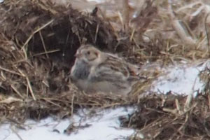 
Lapland Longspur - 1/28/17, Cogan House &copy; Bobby Brown