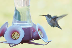Rufous Hummingbird - 12/27/16, near Elimsport &copy; Bobby Brown
