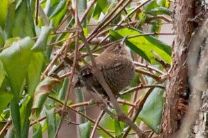 
Winter Wren - 1/7/17, Lycoming County Conservation Trail &copy; Bobby Brown