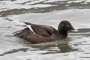 White-winged Scoter - 1/28/17, Williamsport Dam &copy; David Brown