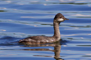 Eared Grebe - 9/12/16, Rose Valley Lake &copy; Bill Snyder