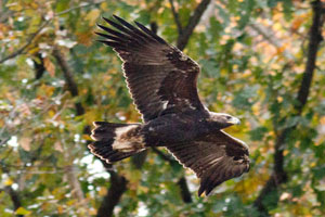Golden Eagle - 10/23/16, Route 15 Overlook &copy; David Brown