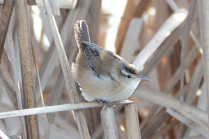 Marsh Wren - 10/29/16, Rose Valley Lake &copy; Steve Pinkerton