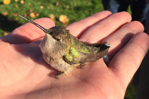 Black-chinned Hummingbird - 11/12/16, Montoursville &copy; Bobby Brown