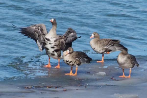 Greater White-fronted Geese - 2/20/16, Williamsport &copy; Bobby Brown
