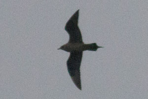 Parasitic Jaeger - 5/1/2016, Rose Valley Lake &copy; David Brown