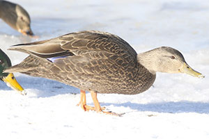 American Black Duck - 1/14/18, Indian Park &copy; Bobby Brown