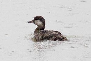 Black Scoter - 2/24/18, Williamsport Dam &copy; David Brown