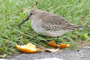Dunlin - 10/30/17, Rose Valley Lake &copy; Bobby Brown