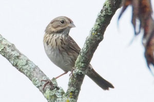 Lincoln's Sparrow - 9/18/17, Rose Valley Lake &copy; Bobby Brown