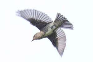 Olive-sided Flycatcher - 8/27/17, SGL 252 &copy; David Brown