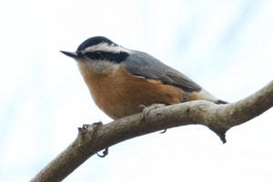 Red-breasted Nuthatch - 11/25/17, Williamsport Water Authority &copy; Bobby Brown