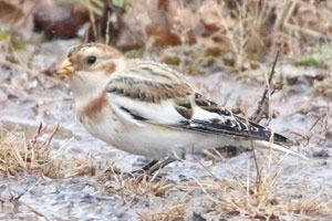 Snow Bunting - 11/18/17, Rose Valley Lake &copy; Bobby Brown