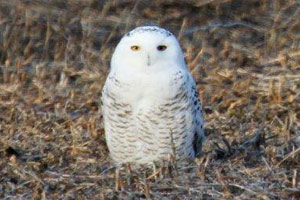 Snowy Owl - 11/15/17, near Lycoming Mall &copy; Brent Bacon