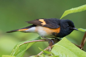 American Redstart - 5/6/17, Trout Run Park &copy; David Brown