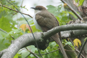 Black-billed Cuckoo - 5/13/17, Canfield Island &copy; Bobby Brown