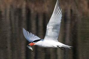 Caspian Tern - 4/11/17, Rose Valley Lake &copy; David Brown