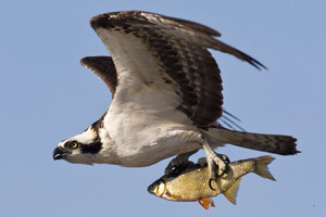 Osprey - 4/11/17, Rose Valley Lake &copy; David Brown