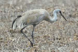 Sandhill Crane - 4/15/17, South Williamsport Park &copy; Bobby Brown