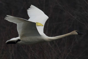 Trumpeter Swan - 3/25/17, Rose Valley Lake &copy; David Brown