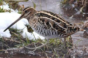 Wilson's Snipe - 3/11/17, Gamble Twp. &copy; Judi Pinkerton