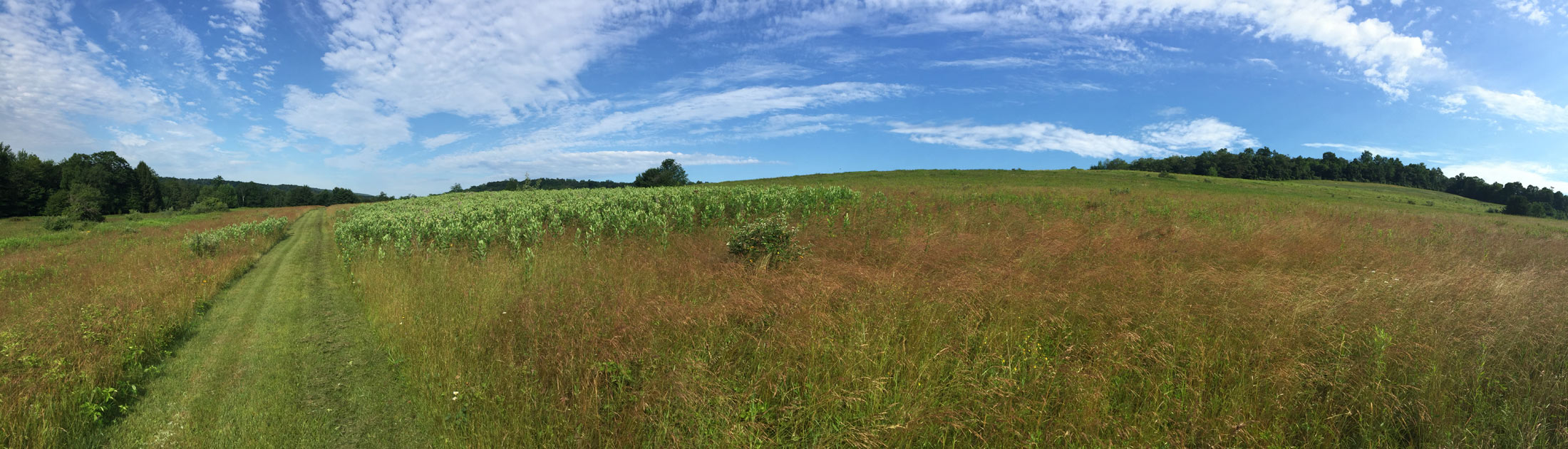 Seasonal Report - Summer 2017