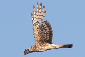 Northern Harrier - 6/24/17, Cogan House Twp. &copy; David Brown