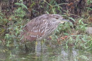 Black-crowned Night-Heron - 10/29/17, Williamsport Dam &copy; Bobby Brown