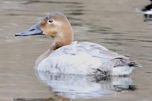 Canvasback - 1/26/19, Hughesville &copy; Bobby Brown