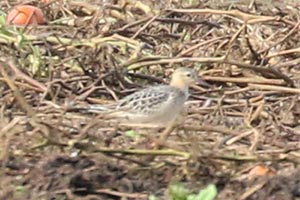 Buff-breasted Sandpiper - 9/18/18, Nisbet &copy; Bobby Brown