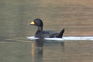 Black Scoter - 11/4/18, Rose Valley Lake &copy; Bobby Brown