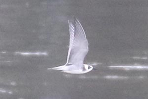 Black Tern - 9/15/18, Nisbet &copy; Bobby Brown