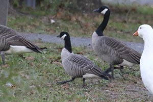Cackling Goose - 10/18/18, Indian Park &copy; Bobby Brown