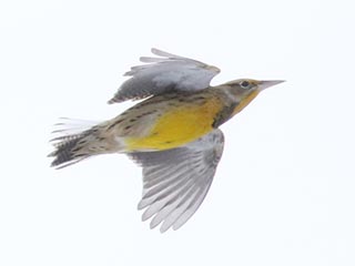 Eastern Meadowlark - 11/18/18, Rose Valley Lake &copy; Bobby Brown