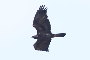 Golden Eagle - 11/3/18, Rte. 15 Overlook &copy; Bobby Brown