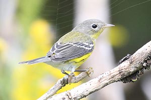 Magnolia Warbler - 9/17/18, Rose Valley Lake &copy; Bobby Brown