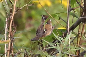 Marsh Wren - 9/19/18, Rose Valley Lake &copy; Bobby Brown