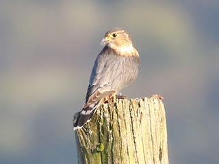 Merlin - 9/18/18, Williamsport Dam &copy; Bobby Brown