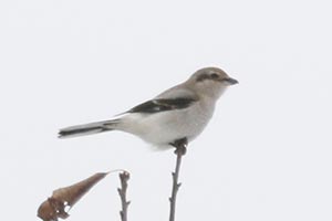 Northern Shrike - 11/17/18, Jackson Twp. &copy; Bobby Brown