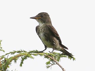 Olive-sided Flycatcher - 8/19/18, Rte. 15 Overlook &copy; Bobby Brown