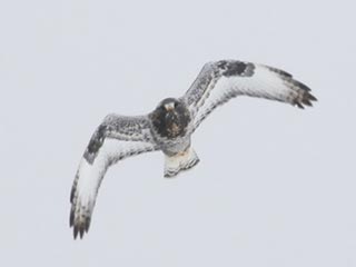 Rough-legged Hawk - 11/17/18, Jackson Twp. &copy; Bobby Brown