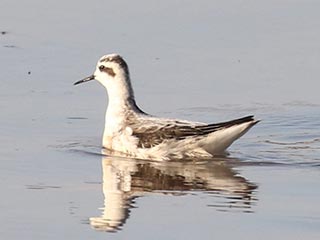 Red-necked Phalarope - 9/18/18, Williamsport Dam &copy; Bobby Brown