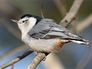 White-breasted Nuthatch - 11/11/18, Canfield Island &copy; Bobby Brown