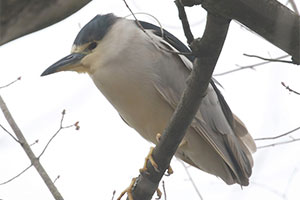 Black-crowned Night-Heron - 4/15/18, Indian Park &copy; Bobby Brown